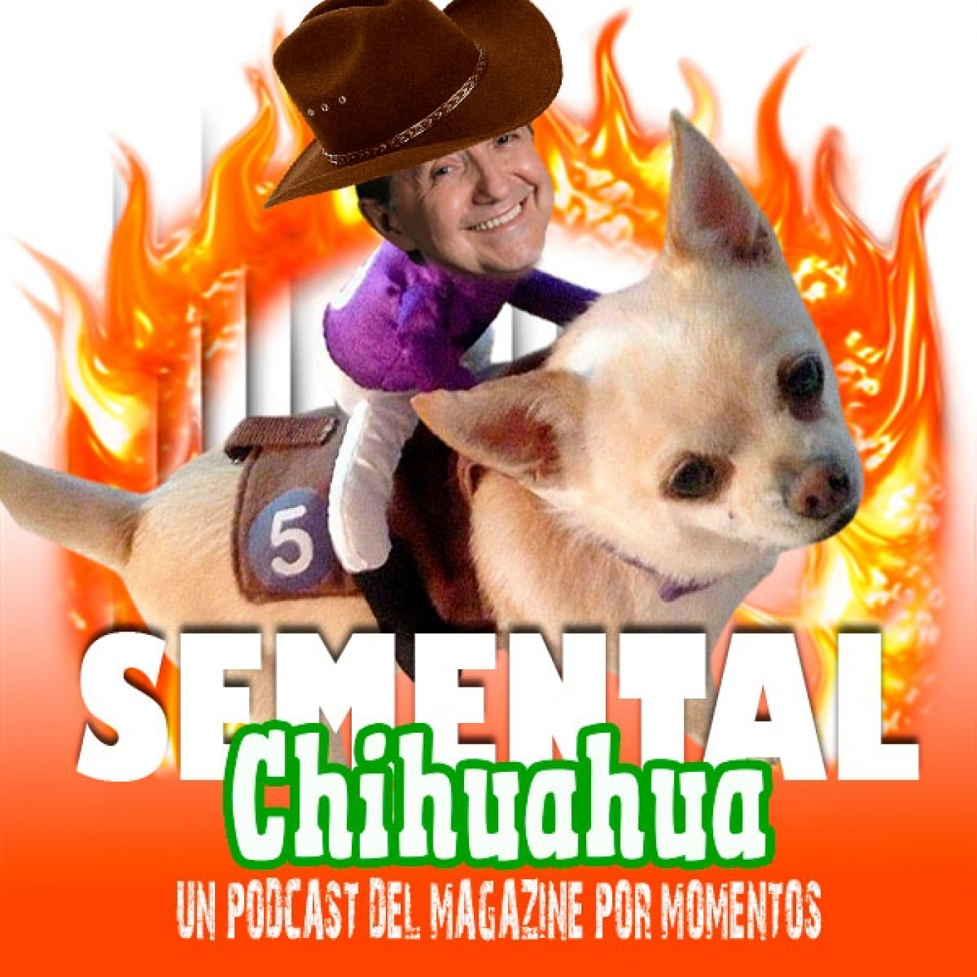 Semental Chihuahua