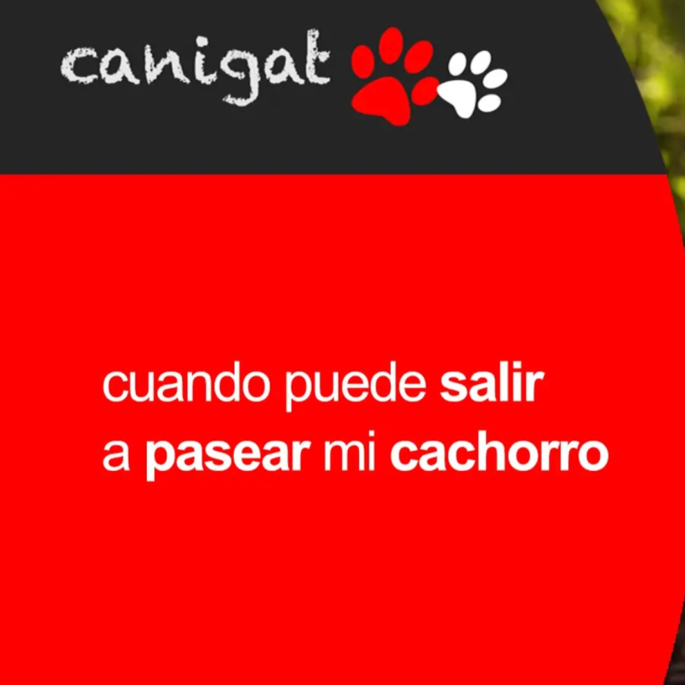 Consejos veterinarios de perros y gatos by canigat