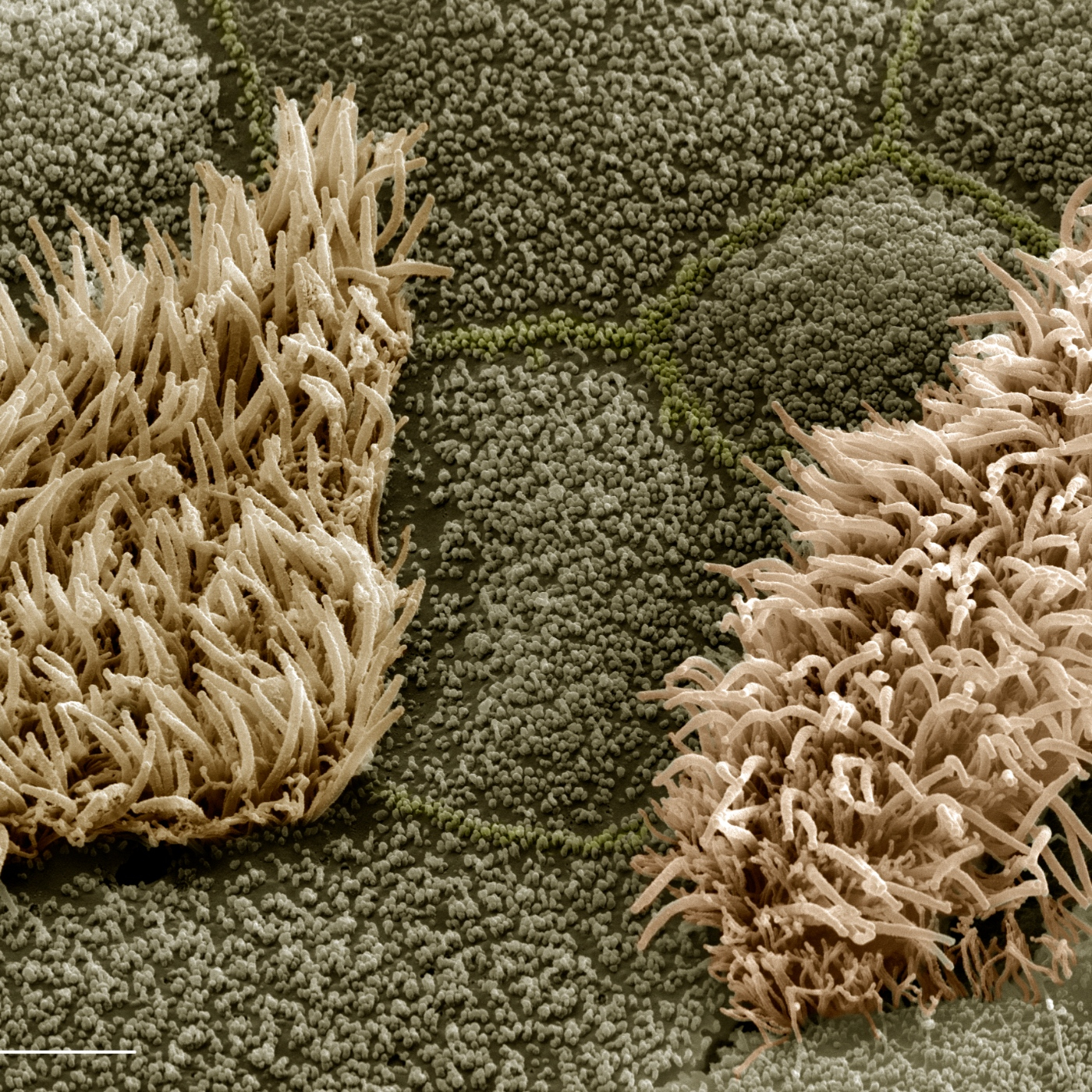 Fotciencia18