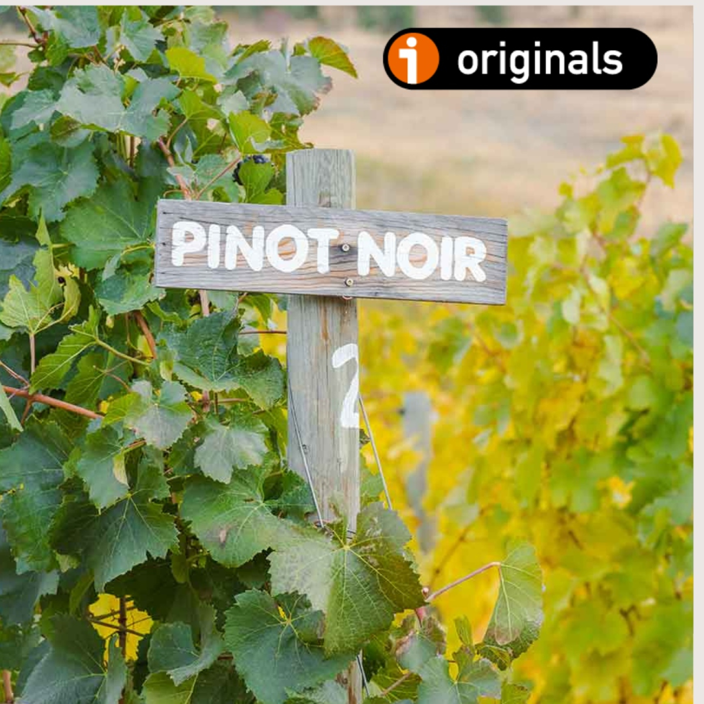 VINO PARA CAMALEONES