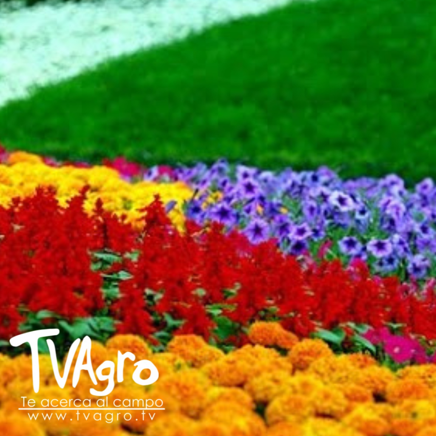 TV AGRO