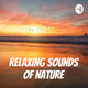 Daytime Forest Bonfire | 1 Hour