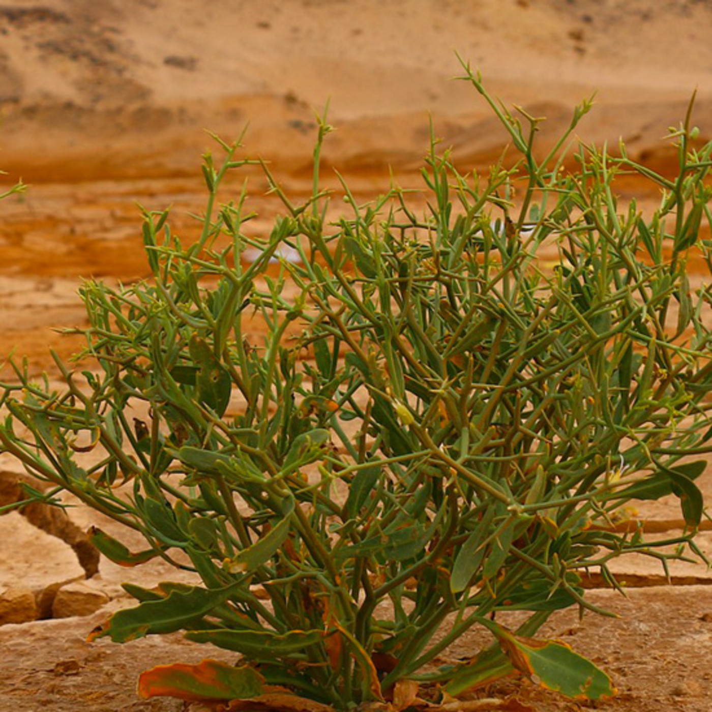 XXXIV Foro "Cambio climático, el planeta en juego"
