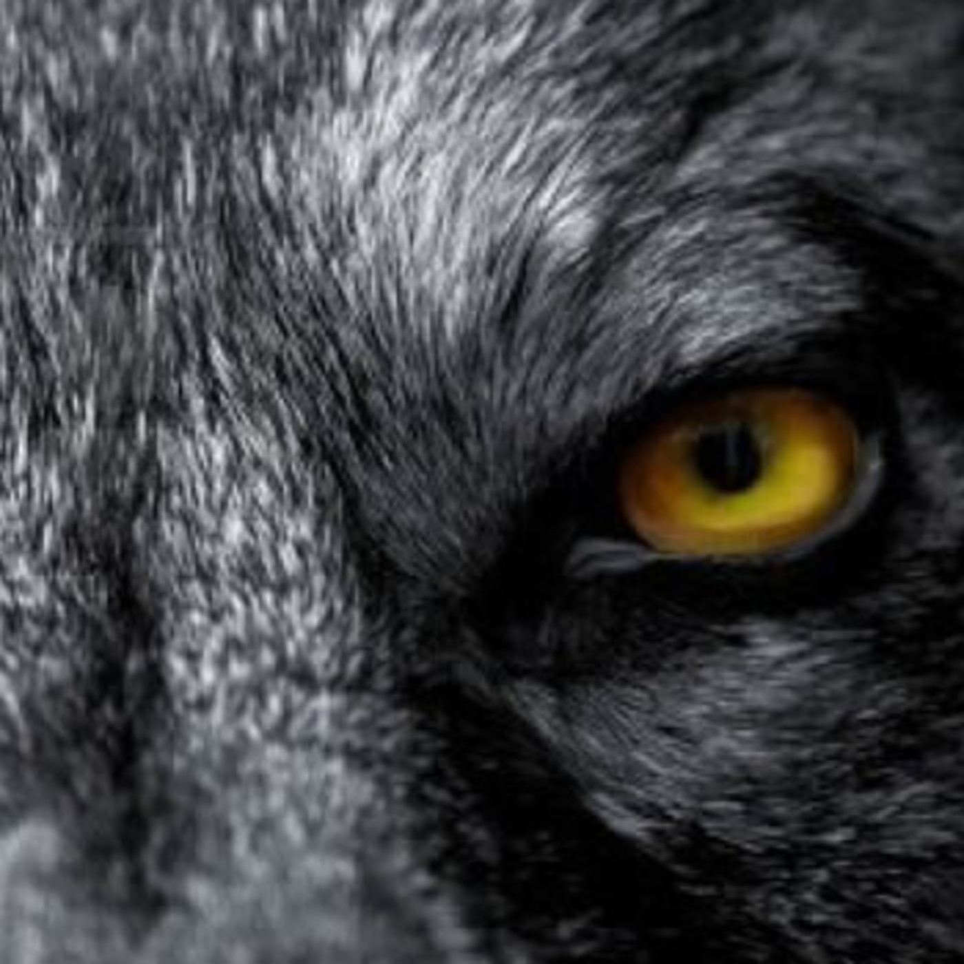 La Guarida del Coyote