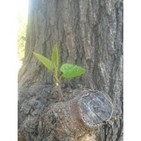Fascinacion por las plantas