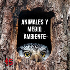 Animales y medio ambiente - La crianza de los titís - 20/04/19