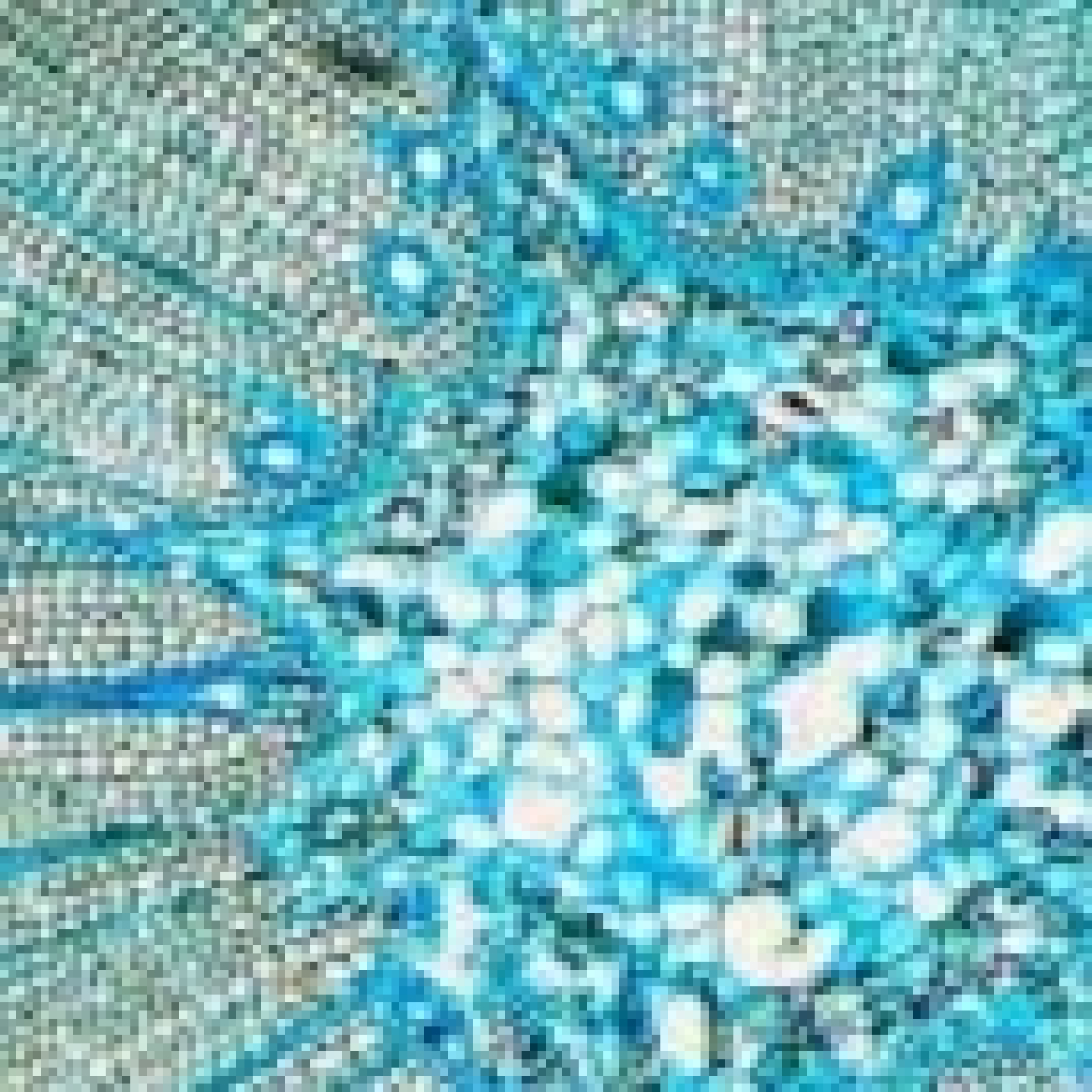 Histología y citología vegetal