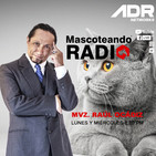 ¿Cómo ayudar a nuestras mascotas frente al covid-19?