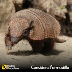 Considera l'armadillo mer 22/01