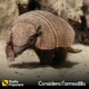 Considera l'armadillo mer 11/12