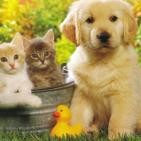 Animaladas