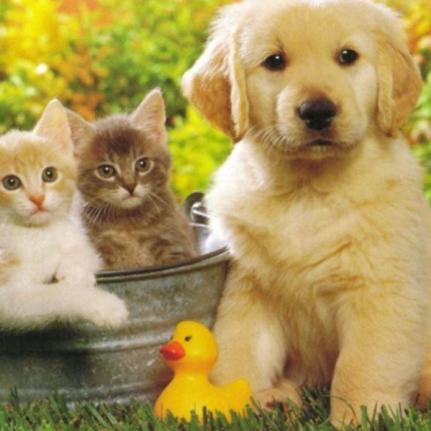 Animaladas