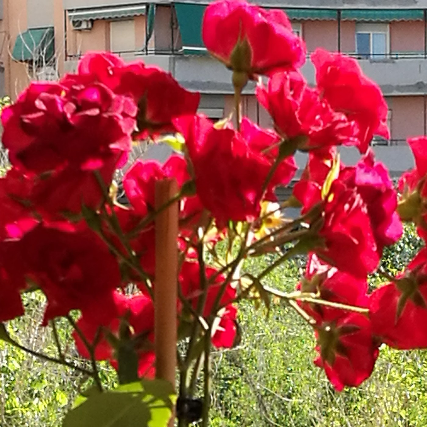 SUEÑOS DE UNA MUJER MADURA...DE ROSA ROJA © (Derechos reservados)