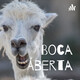 Dia Mundial do Rock