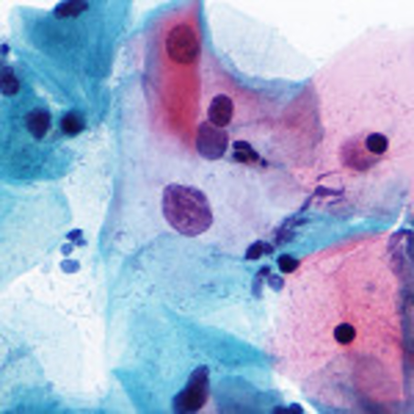 Anatomía - IES África