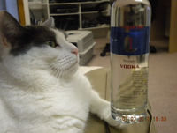 Self Appointed Long Island Booze Committee Episode 8: Dutch Vodka Drawdown... and a Huge Vagina!