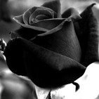 rosas negras. Mar Márquez y mi yo salvaje