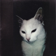 embed image