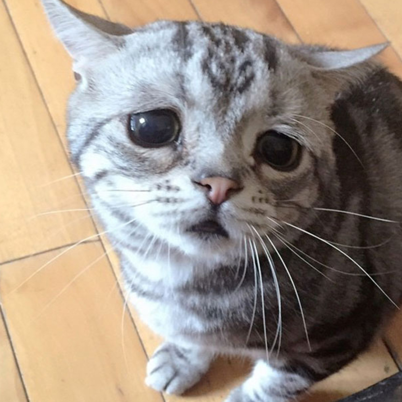 La hora en que la gata llora