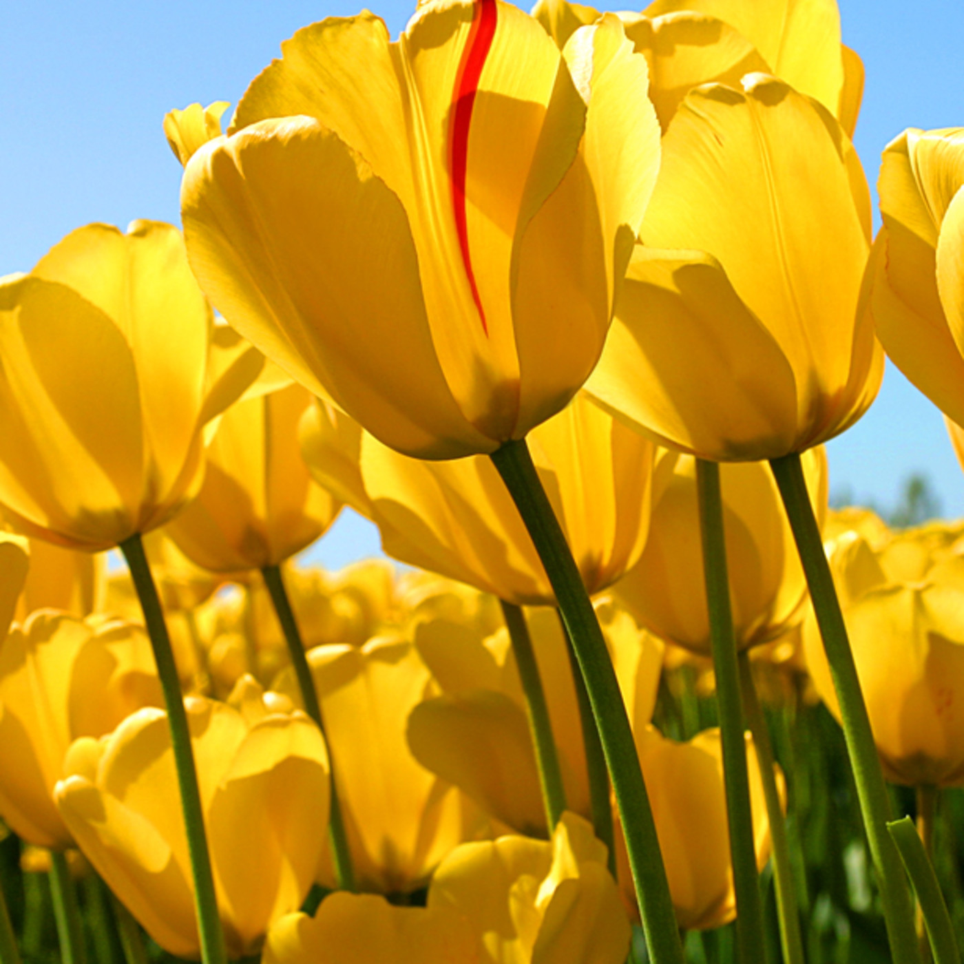 Nicole Cardona González