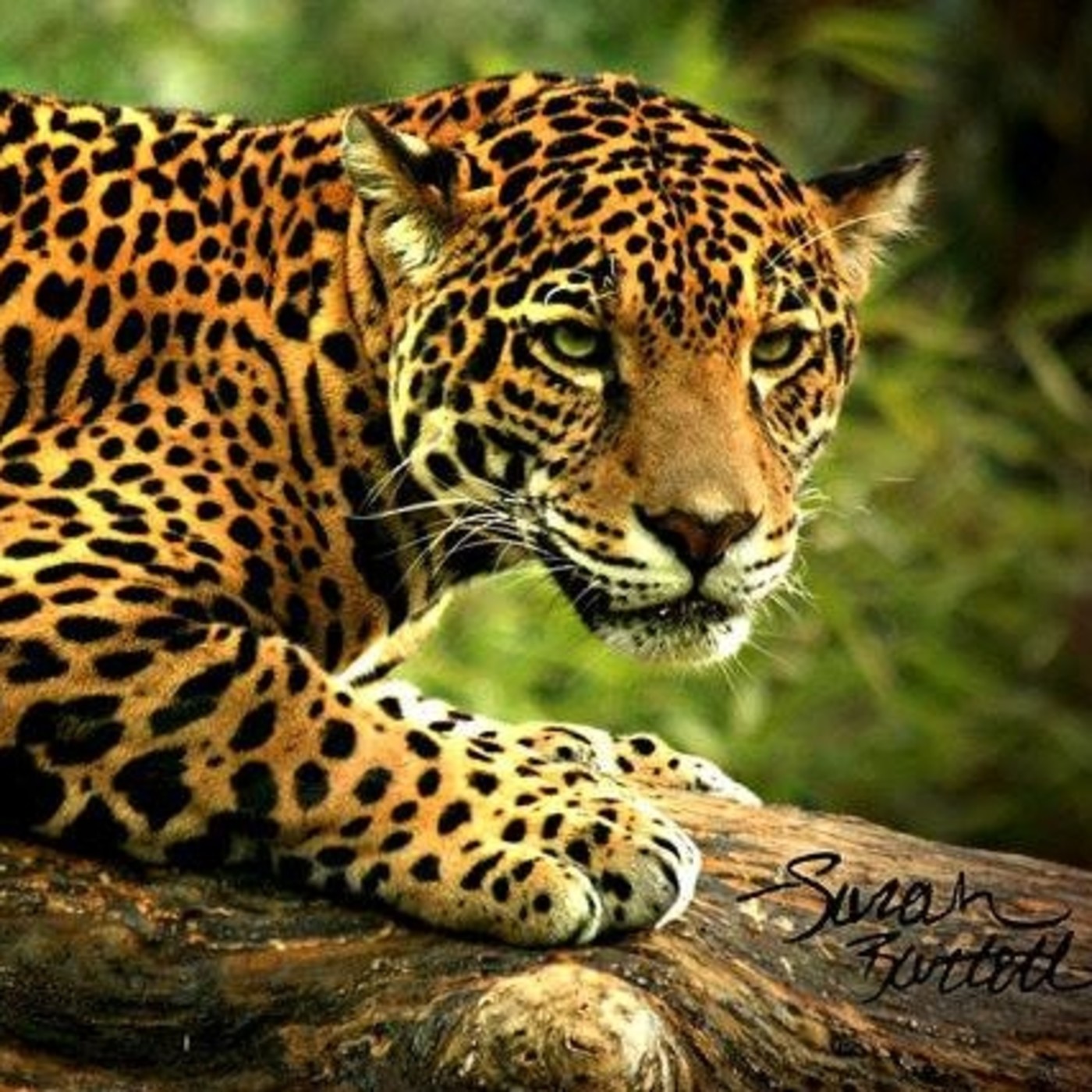 buscadores de la verdad