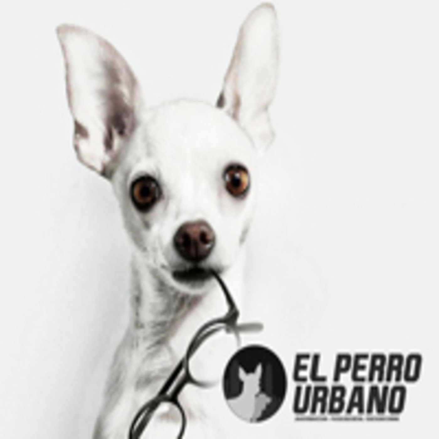 Historias del perro urbano