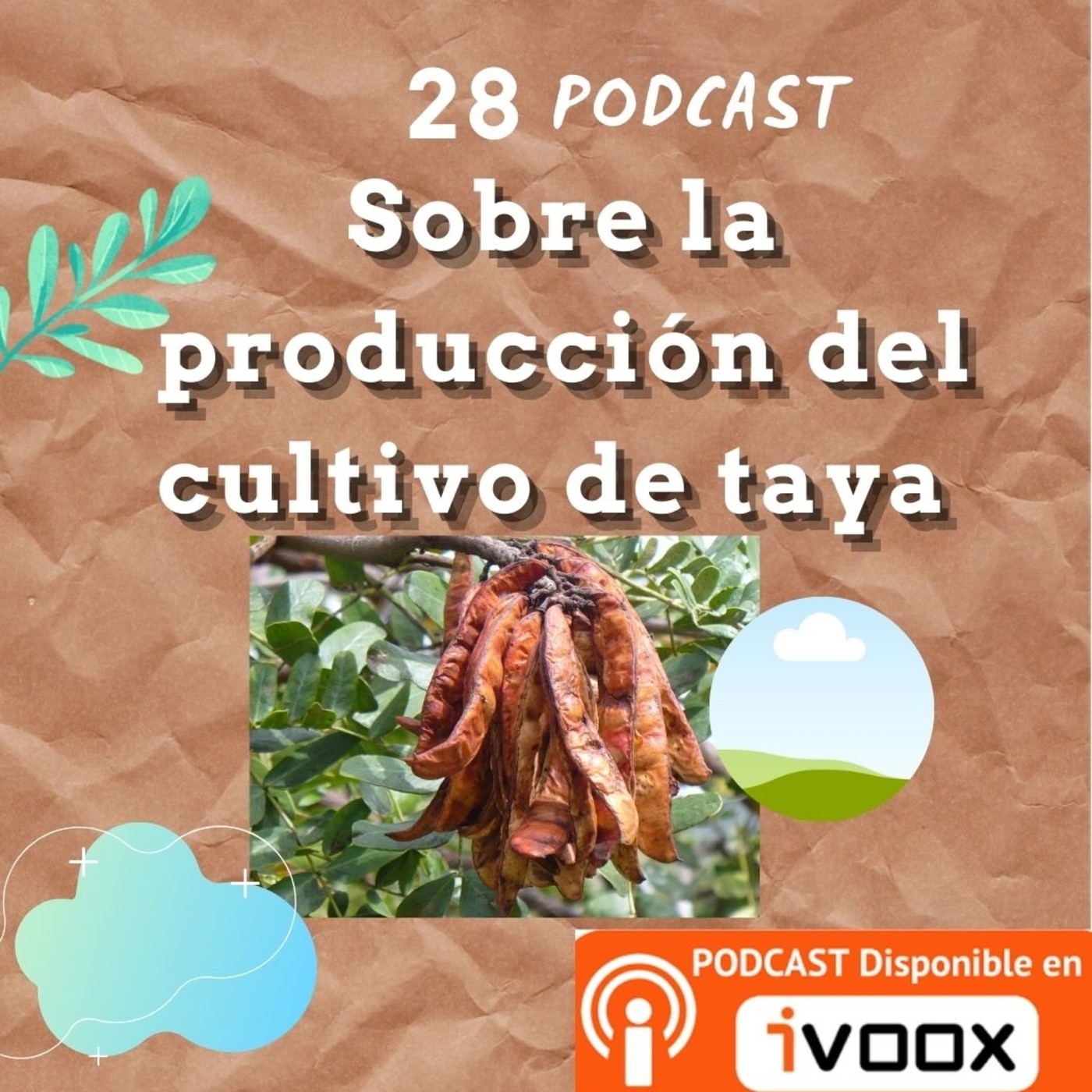 Producción de taya o tara