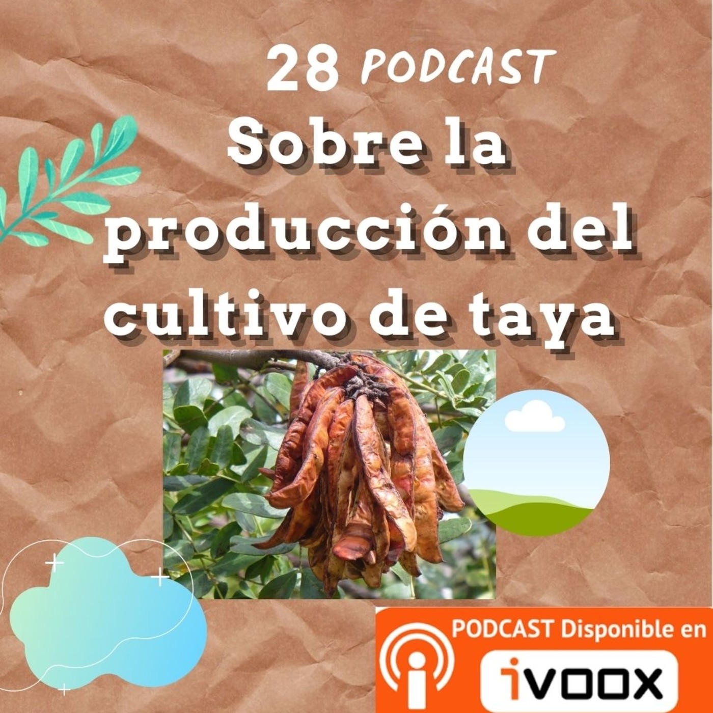 Producción de taya o tara