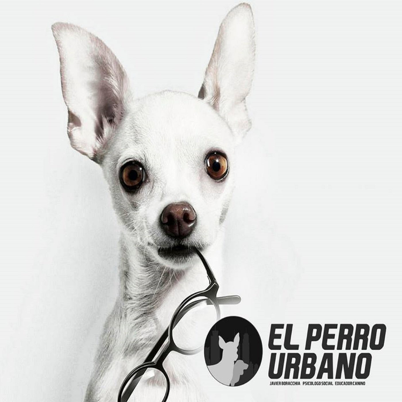 Galgos Argentina - en la mira del maltrato