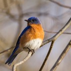 Episode 7: Reverence for the Hermit Thrush, but None for the Pewee