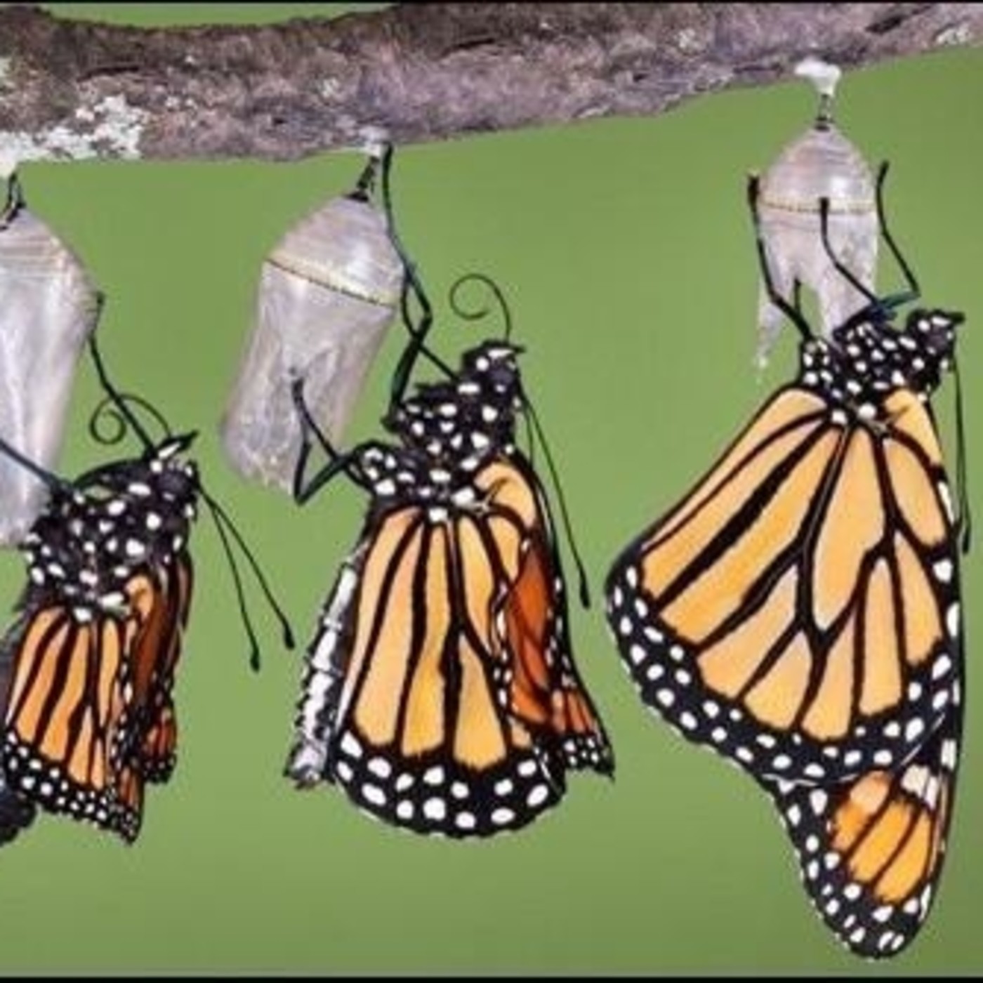 CLAVES DE LA TRANSFORMACIÓN EN LAS ORGANIZACIONES