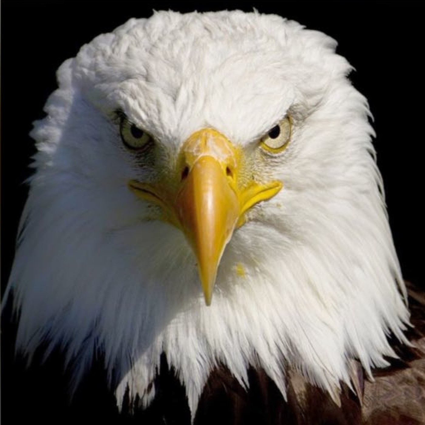 Diamantes Internacional