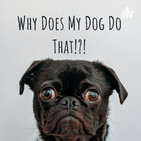 What A Dog Trainer Thinks About Your Loud Mouthed Dog