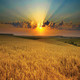 embed image