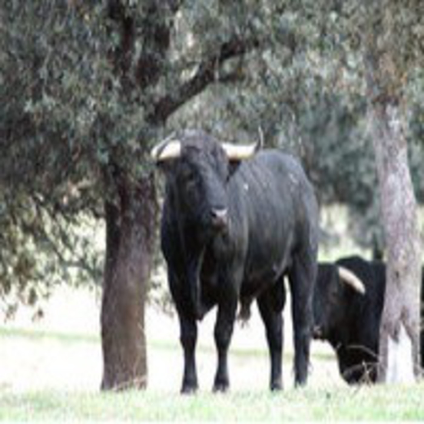 Podcast EL PASEÍLLO el programa de los Toros