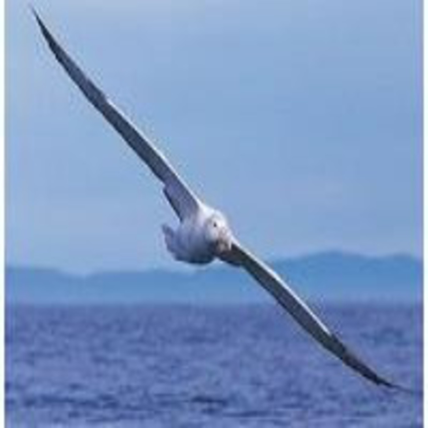 Albatros y Gaviotas