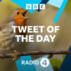 Kirsty Oswald's Robin