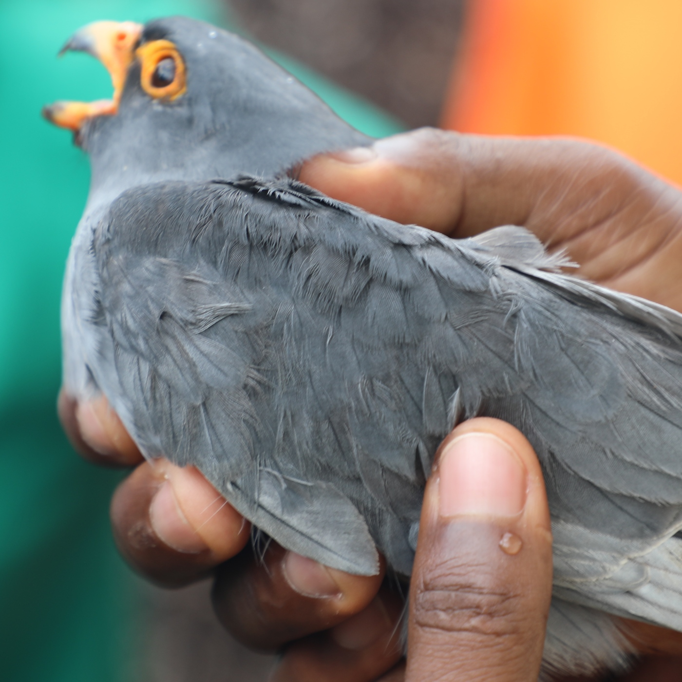 Governador do Huambo