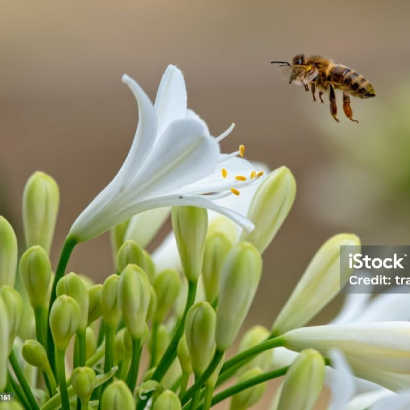 Aprende las abejas