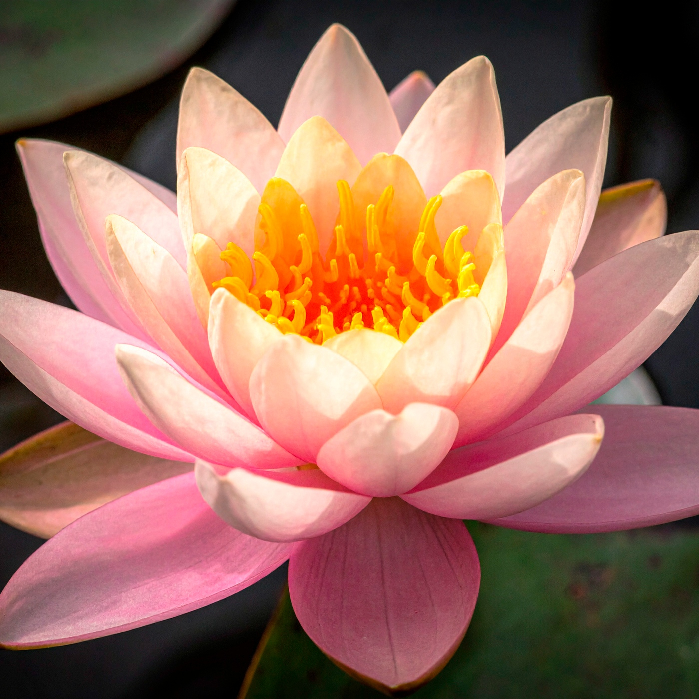 La flor de loto. Significado, origen y leyendas.