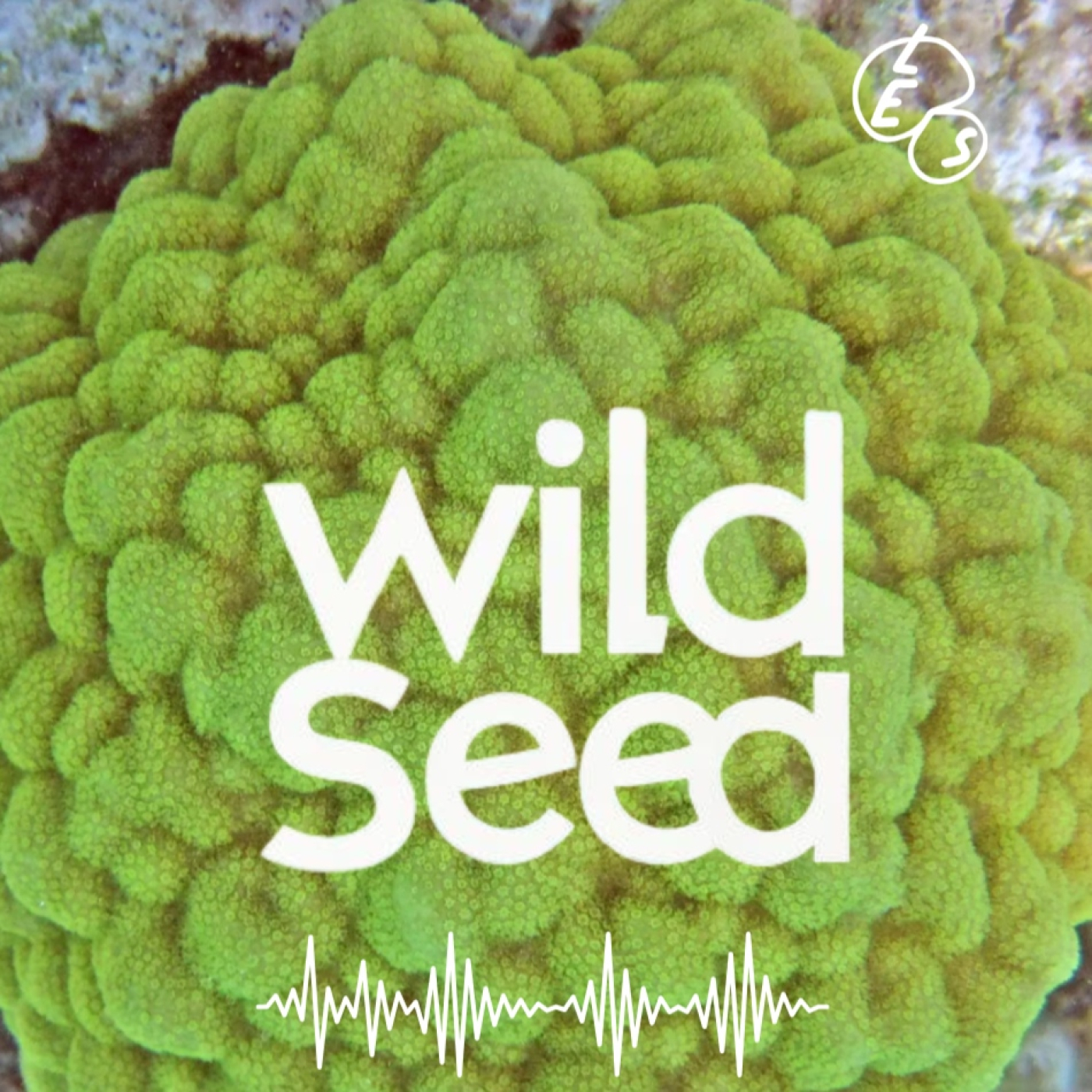 Wild Seed