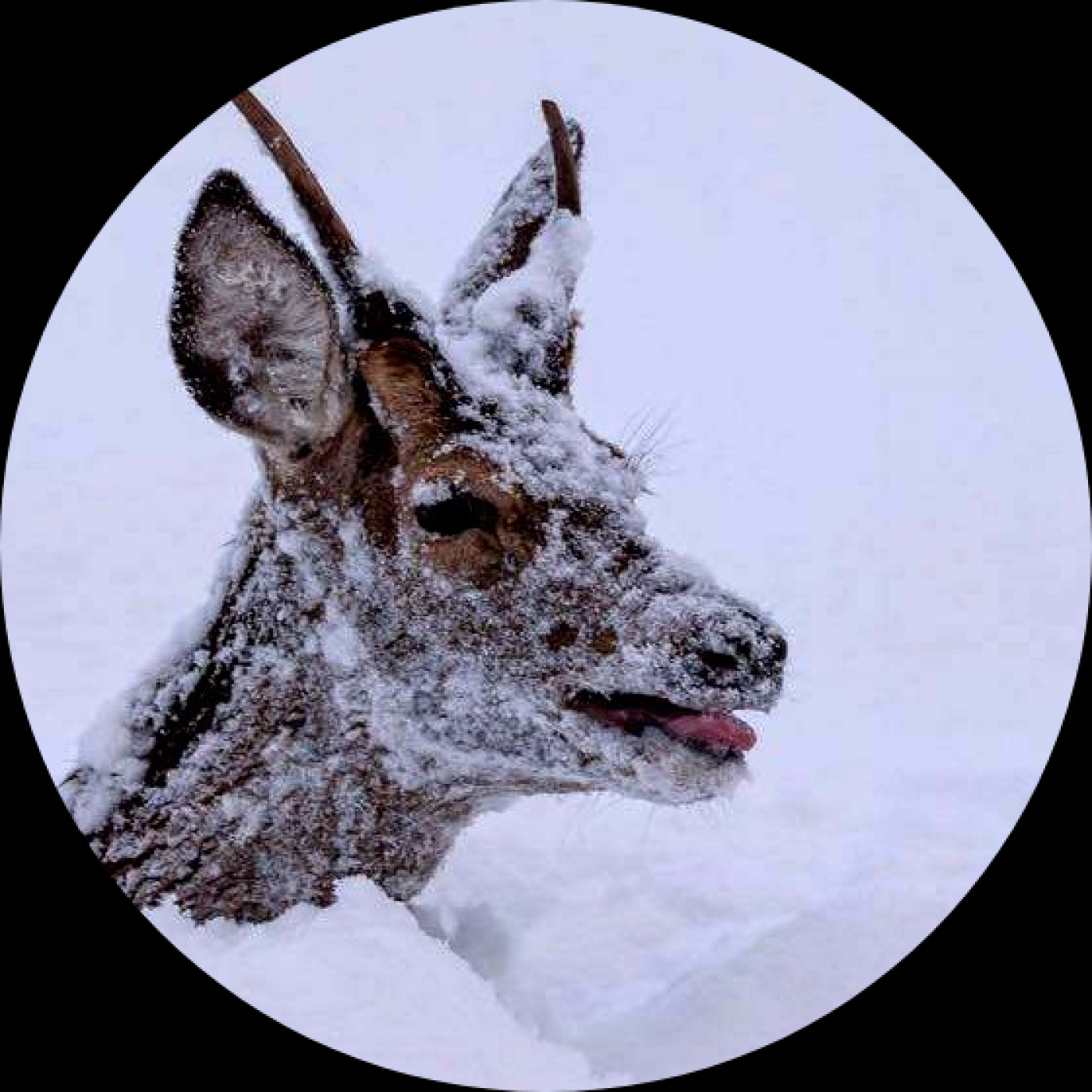 L'envés de la imaxe (EdI)