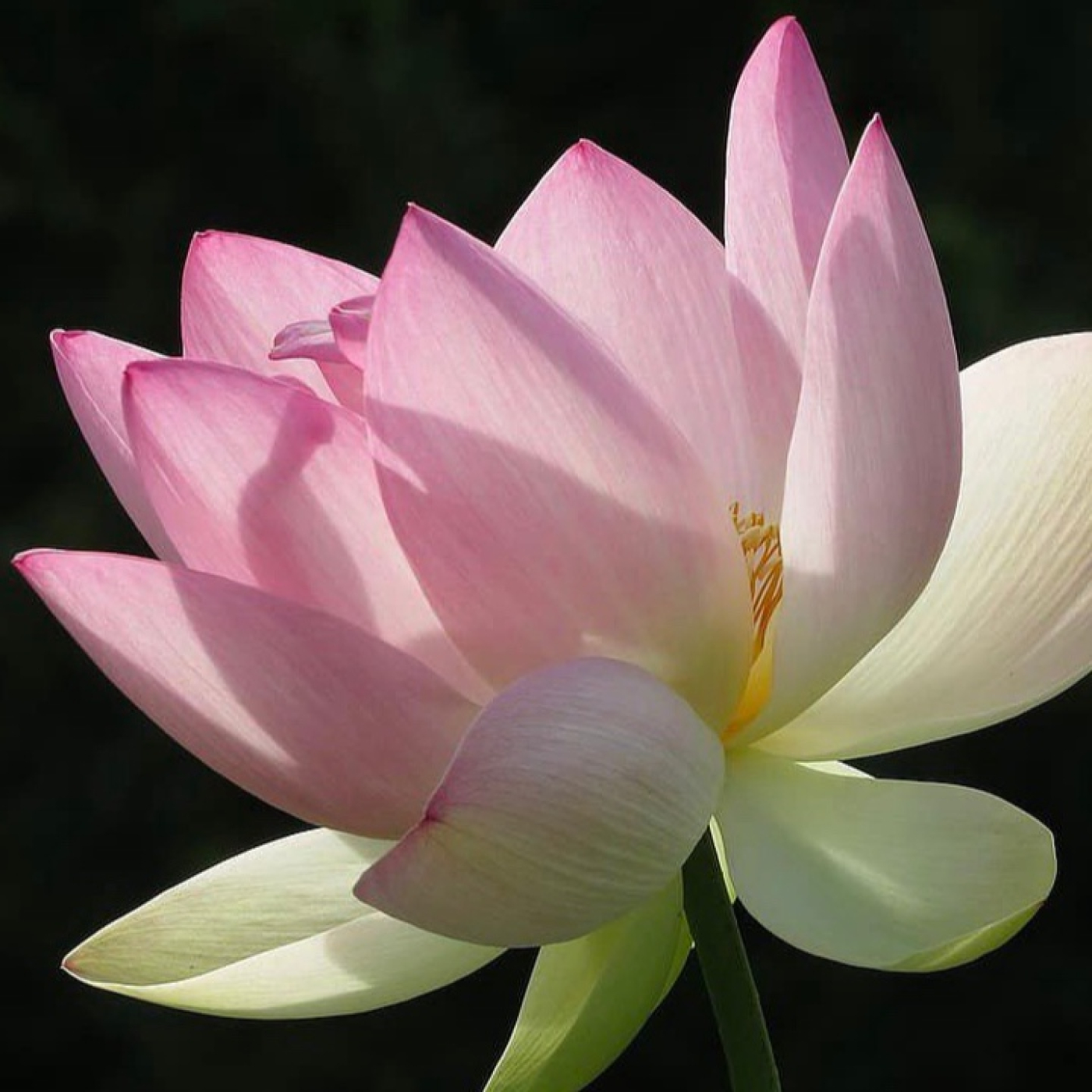 CONCIENCIA Y MEDITACIÓN