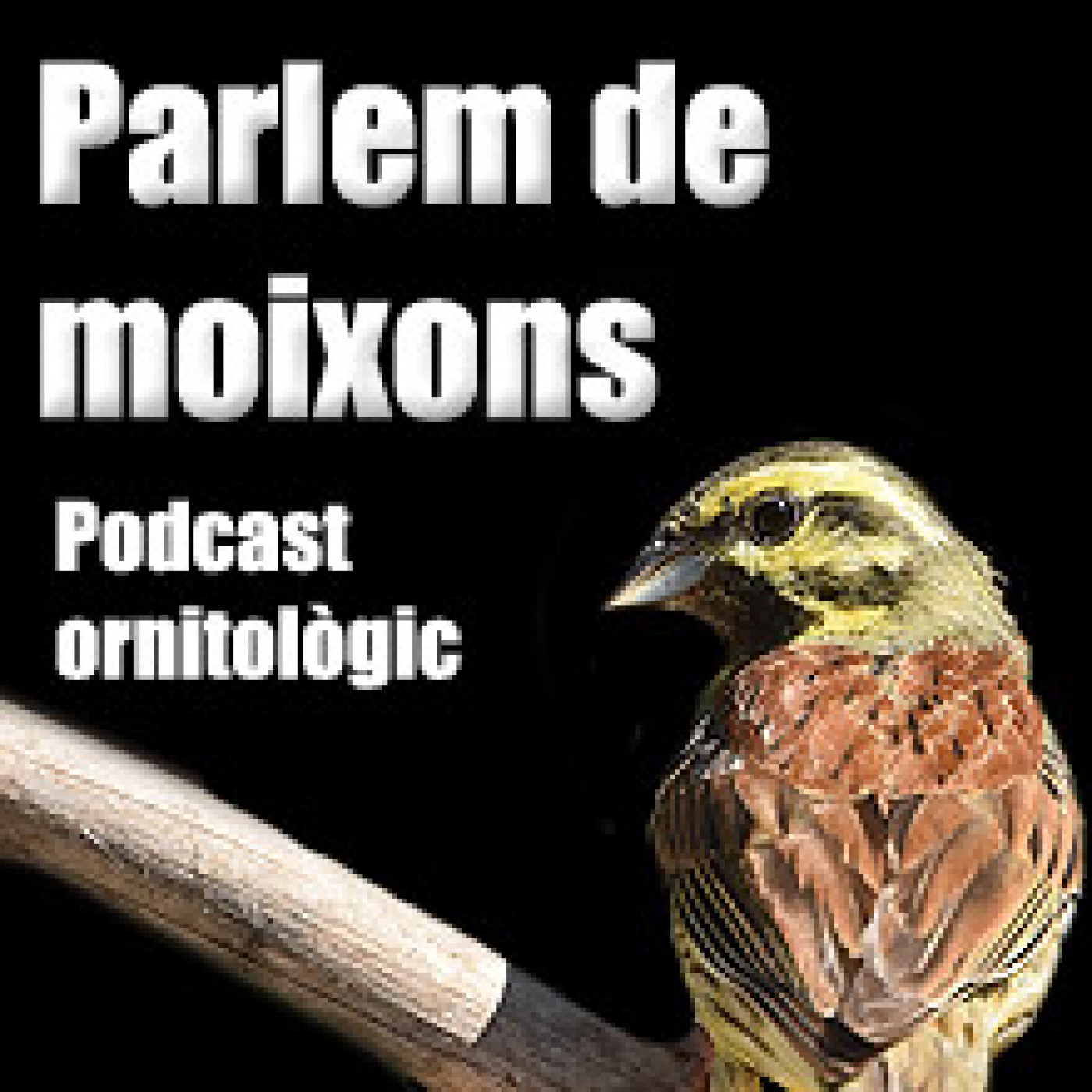 Parlem de moixons